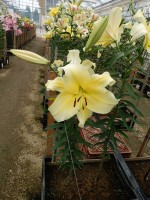 [4157 Big Brother Mak No01.JPG]